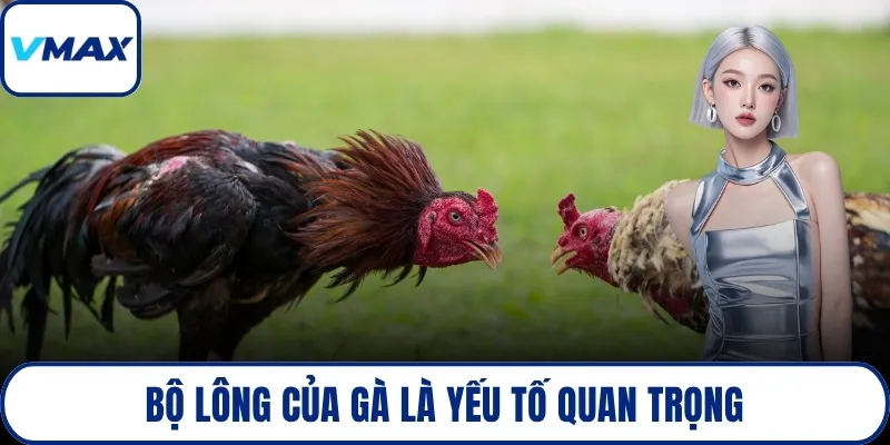 Bộ lông của gà là yếu tố quan trọng