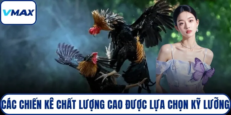 Các chiến kê chất lượng cao được lựa chọn kỹ lưỡng
