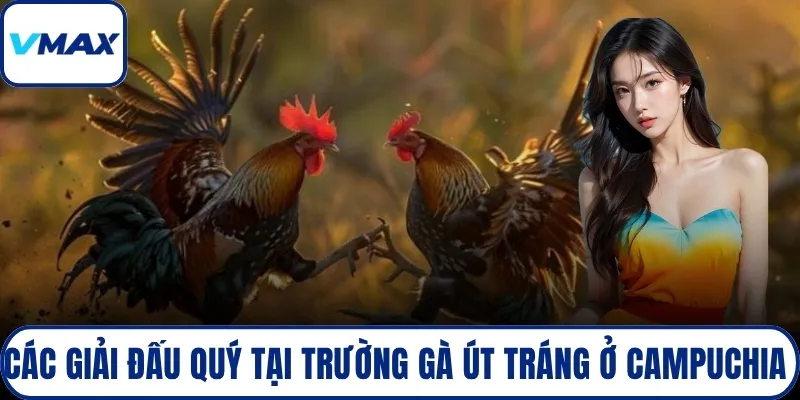 Các giải đấu quý tại trường gà Út Tráng ở Campuchia 