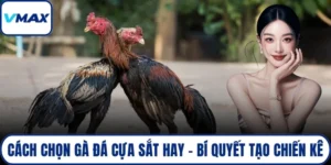 cách chọn gà đá cựa sắt hay