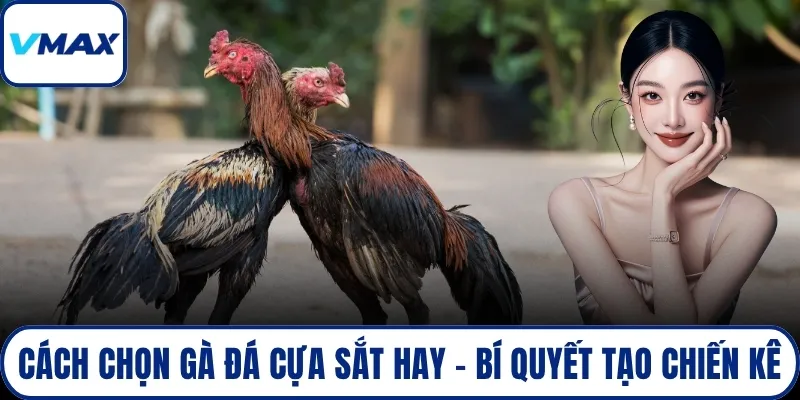 cách chọn gà đá cựa sắt hay