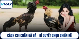 cách coi chân gà đá