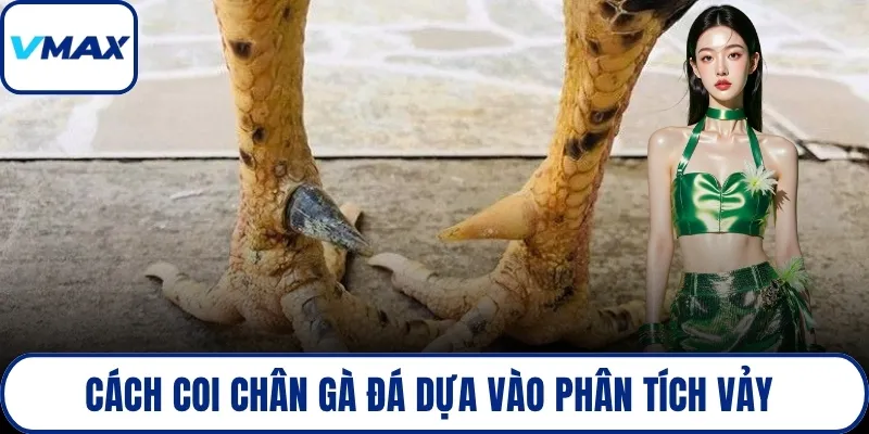Cách coi chân gà đá dựa vào phân tích vảy 
