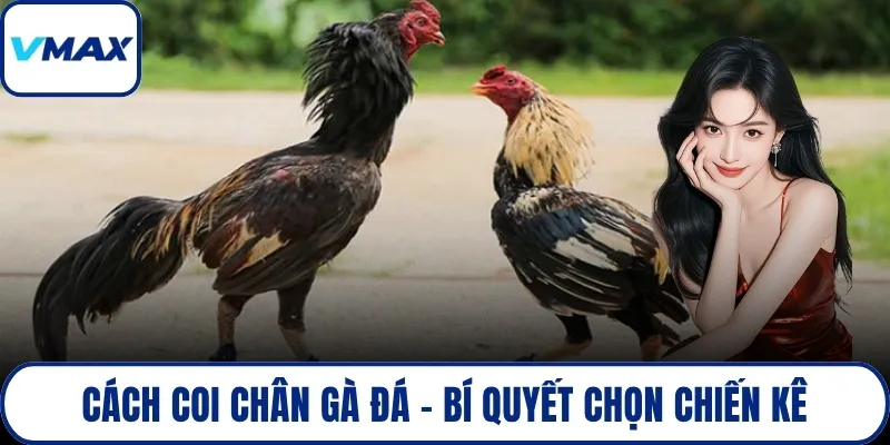 cách coi chân gà đá