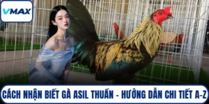 cách nhận biết gà asil