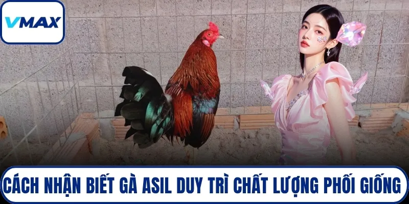 Cách nhận biết gà asil duy trì chất lượng phối giống 
