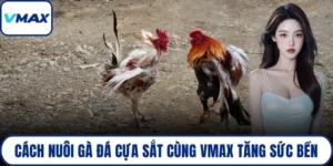 cách nuôi gà đá cựa sắt