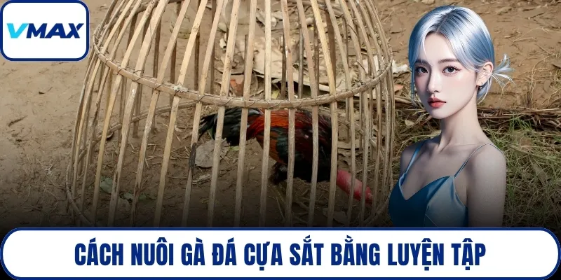 Cách nuôi gà đá cựa sắt bằng luyện tập