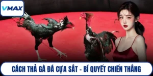 cách thả gà đá cựa sắt