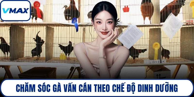 Chăm sóc gà vấn cán theo chế độ dinh dưỡng