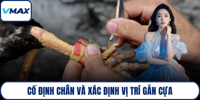 Cố định chân và xác định vị trí gắn cựa