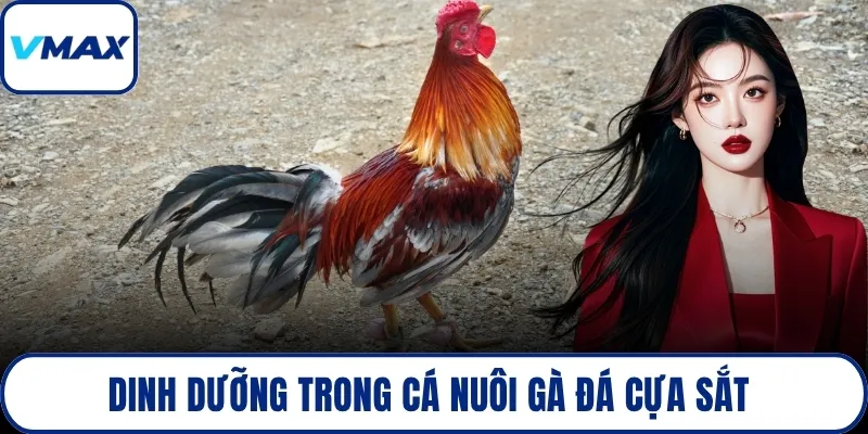 Dinh dưỡng trong cá nuôi gà đá cựa sắt 