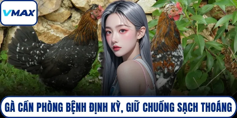 Gà cần phòng bệnh định kỳ, giữ chuồng sạch thoáng
