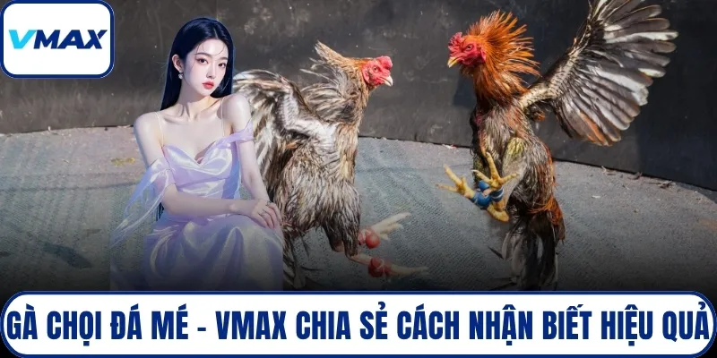 gà chọi đá mé