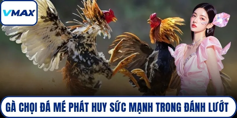 Gà chọi đá mé phát huy sức mạnh trong đánh lướt 