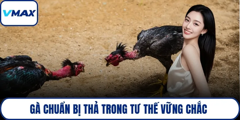 Gà chuẩn bị thả trong tư thế vững chắc 