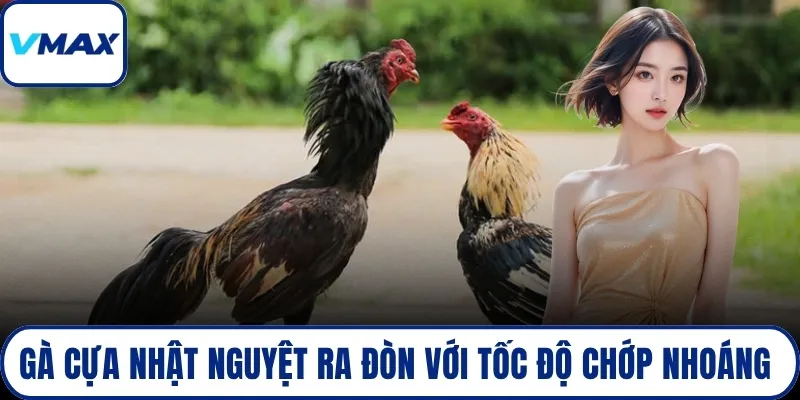 Gà cựa nhật nguyệt ra đòn với tốc độ chớp nhoáng