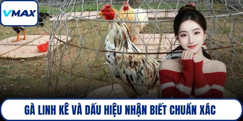 gà linh kê