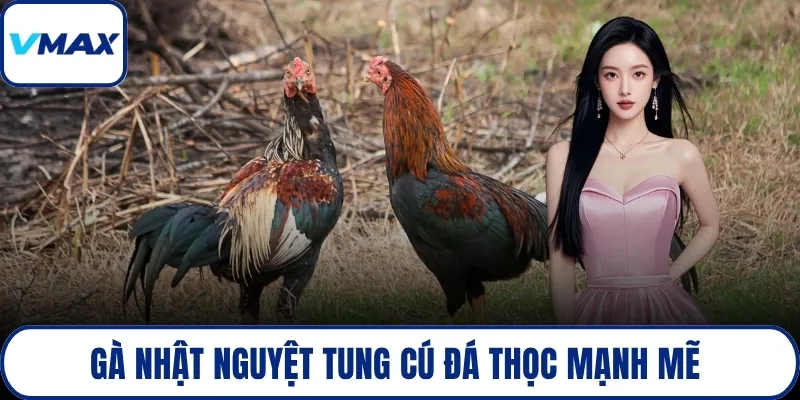 Gà nhật nguyệt tung cú đá thọc mạnh mẽ 