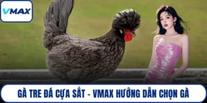 gà tre đá cựa sắt
