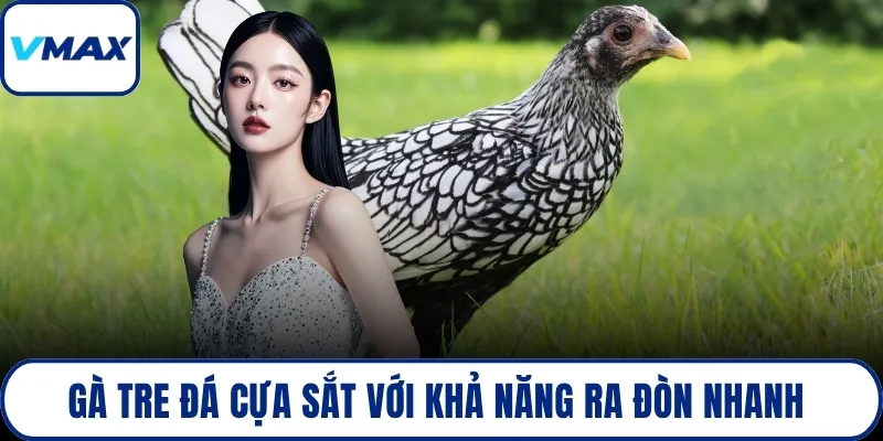 Gà tre đá cựa sắt với khả năng ra đòn nhanh 