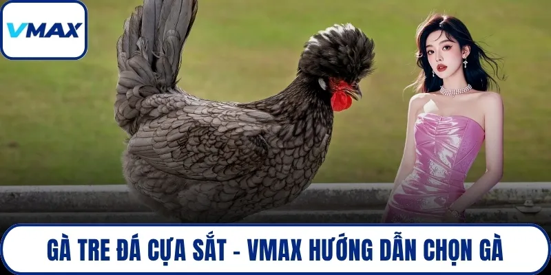 gà tre đá cựa sắt