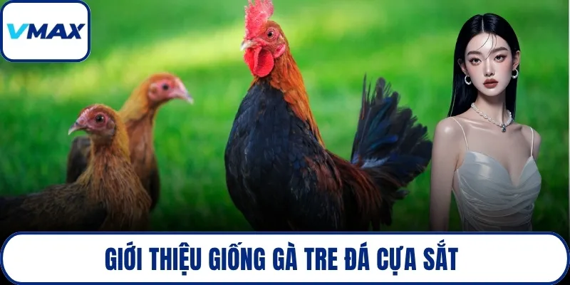 Giới thiệu giống gà tre đá cựa sắt 