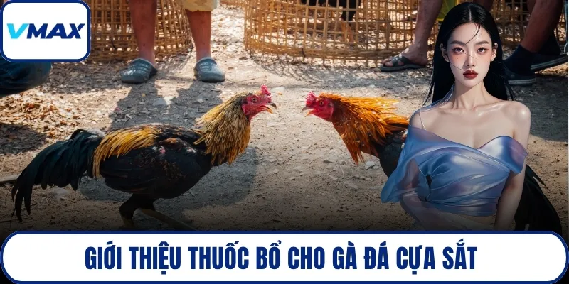 Giới thiệu thuốc bổ cho gà đá cựa sắt 
