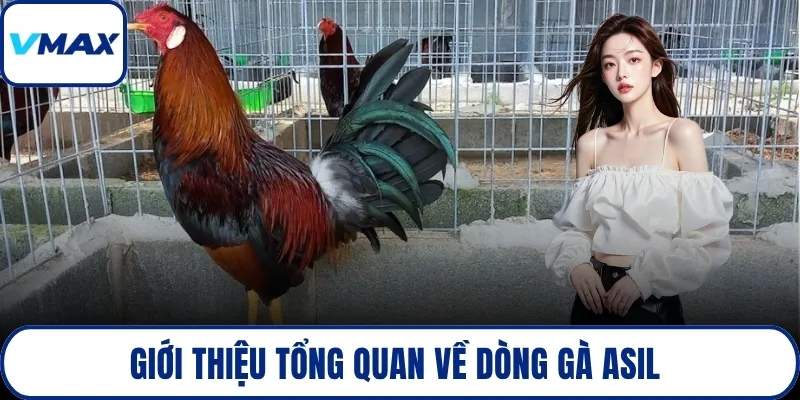Giới thiệu tổng quan về dòng gà asil 
