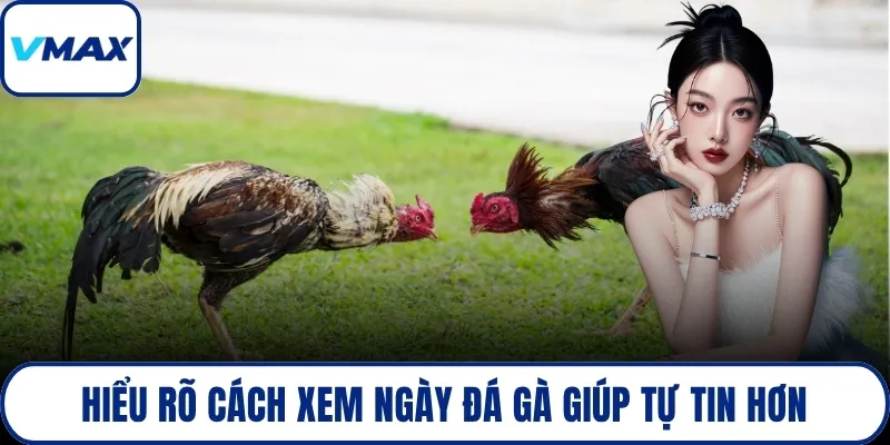 Hiểu rõ cách xem ngày đá gà giúp tự tin hơn