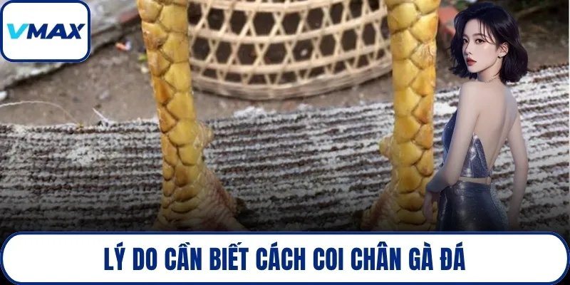 Lý do cần biết cách coi chân gà đá
