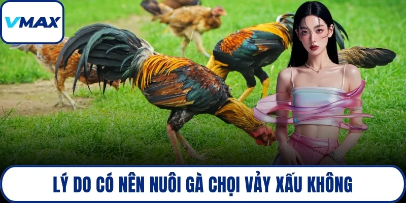 Lý do có nên nuôi gà chọi vảy xấu không