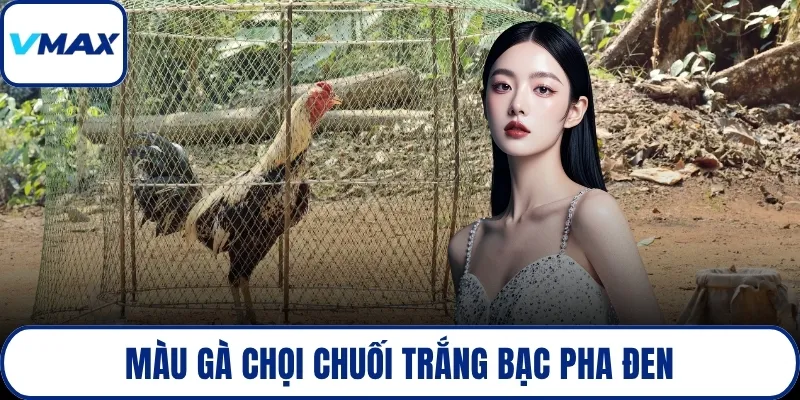Màu gà chọi chuối trắng bạc pha đen