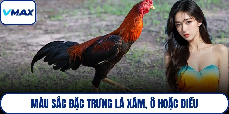 Màu sắc đặc trưng là xám, ô hoặc điều