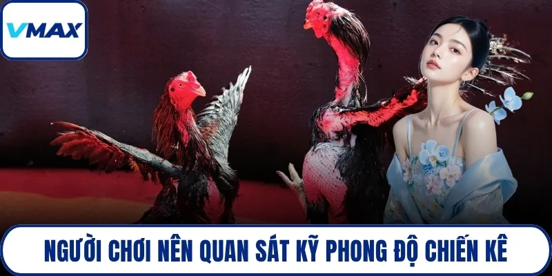 Người chơi nên quan sát kỹ phong độ chiến kê