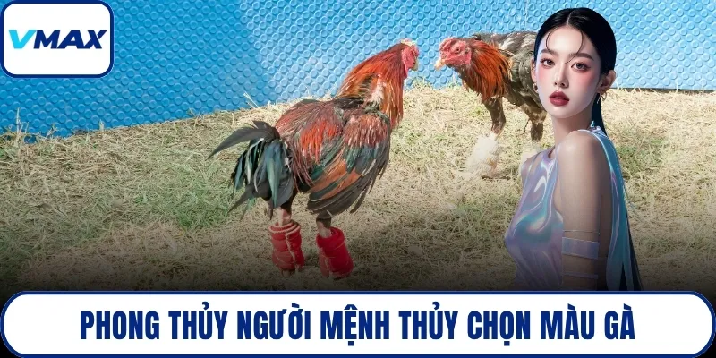 Phong thủy người mệnh Thủy chọn màu gà