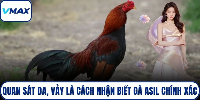 Quan sát da, vảy là cách nhận biết gà asil chính xác