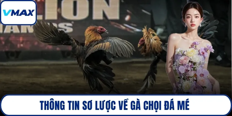 Thông tin sơ lược về gà chọi đá mé 