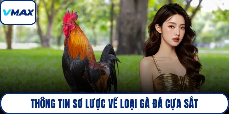 Thông tin sơ lược về loại gà đá cựa sắt