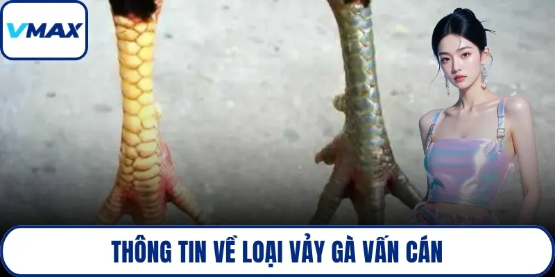 Thông tin về loại vảy gà vấn cán
