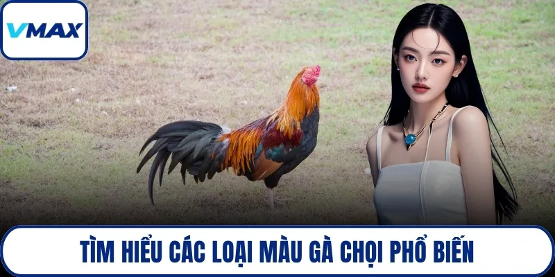 Tìm hiểu các loại màu gà chọi phổ biến