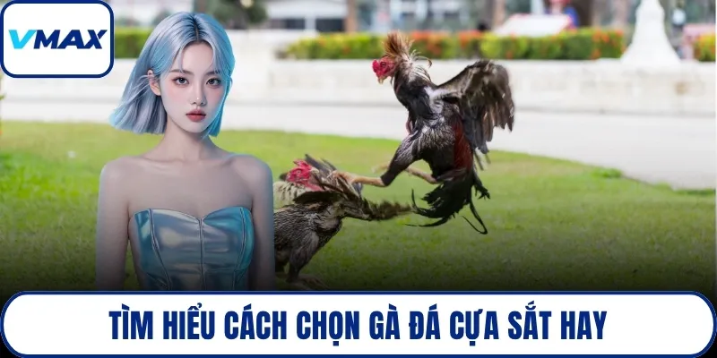 Tìm hiểu cách chọn gà đá cựa sắt hay