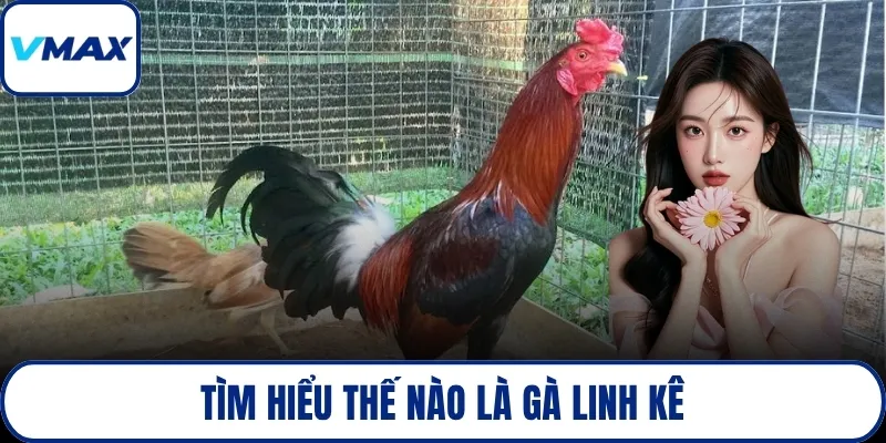 Tìm hiểu thế nào là gà linh kê