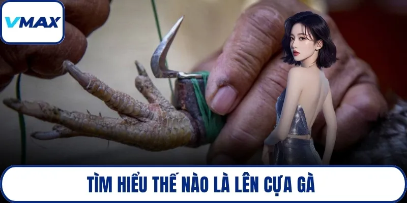 Tìm hiểu thế nào là lên cựa gà 
