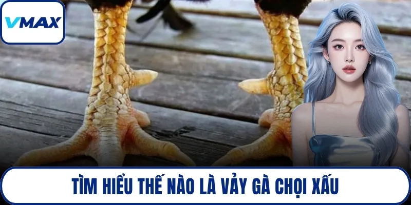 Tìm hiểu thế nào là vảy gà chọi xấu