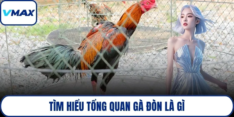 Tìm hiểu tổng quan gà đòn là gì