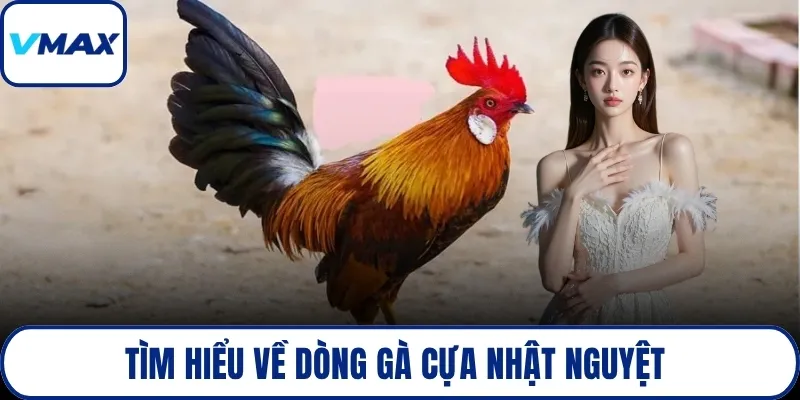 Tìm hiểu về dòng gà cựa nhật nguyệt 