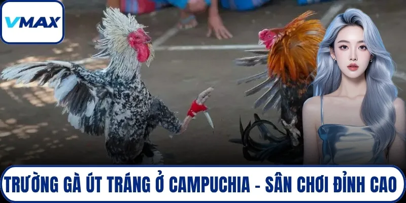 trường gà út tráng ở campuchia
