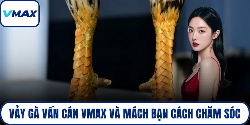 vảy gà vấn cán